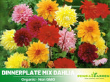 40+ Seeds| Dinnerplate  Mix Dahlia Flower Seeds  #D082 Garden Plants
