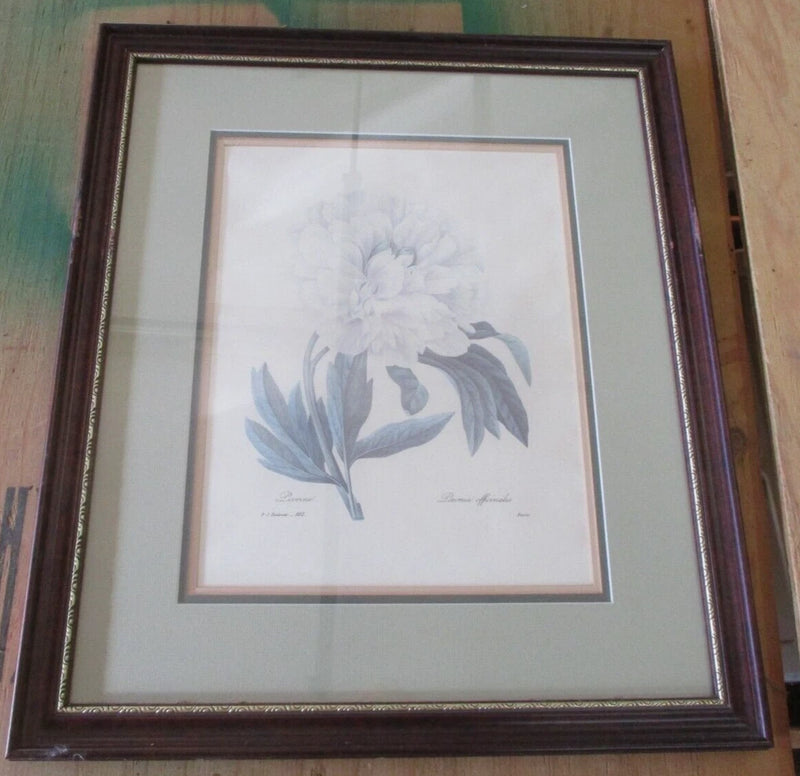 Framed Peony Flower Picture Print 18" x 21" Peony