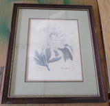Framed Peony Flower Picture Print 18" x 21" Peony