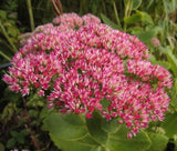 SEDUM EMPEROR'S WAVE STONECROP Sedum Telephium - 100 Seeds Garden Plants