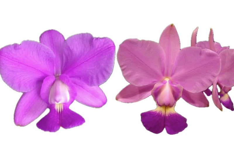 Cattleya walkeriana 'Welcome BackÕ x Canaima's Sunny Boy' AM/AOS 2Ó Seedling Orchids
