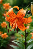 Orange Tiger Lily Bulb (5 Pack) Lily