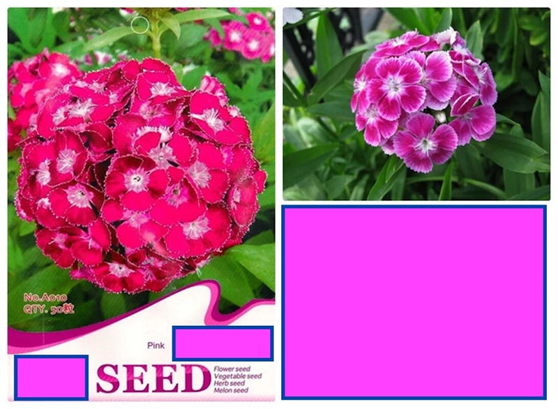 20 SEEDS Fuchsia Pink Chinese Carnation flower exotic garden plant USA Seller Garden Plants