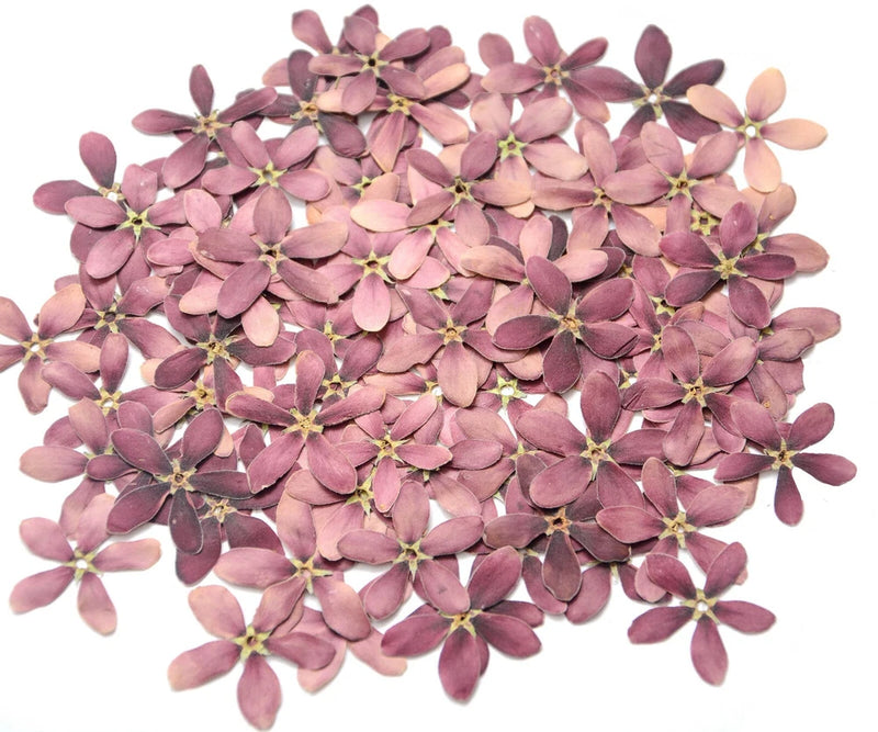 Natural Pressed Purple Flowers | Dried Real Flowers for Resin Crafts | Free Ship Dried Flower