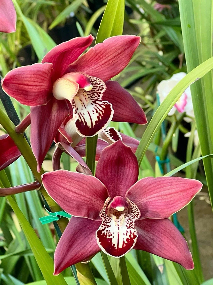 Red cymbidium orchid flowers with pointed petals and speckled white center, on green stems
