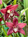 Cymbidium Khan Fury ÕDark and PointyÕ ~ 1 1/2 Gallon Orchids