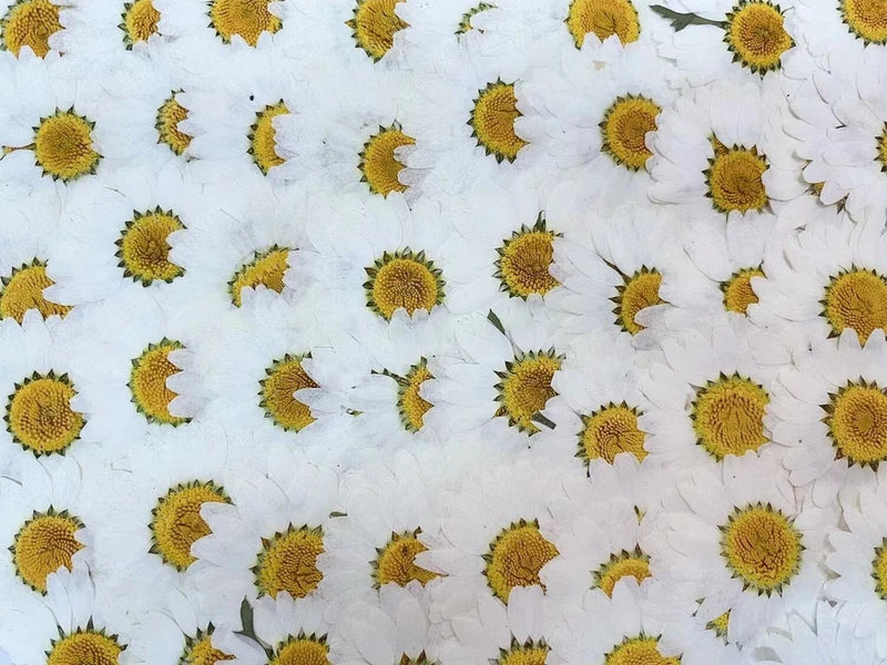 Pressed dried chrysanthemum flowers, yellow flat heads scattered.