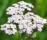 YARROW WHITE Achillea Millefolium - 2,000 Seeds Garden Plants