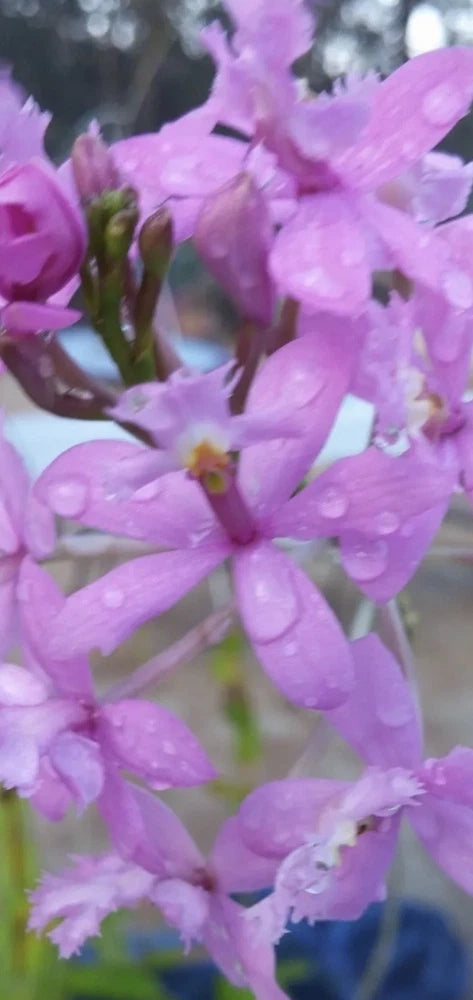 Purple rooted orchid cluster with multiple dangling blooms