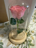 Pink Rose In A Class Dome With Lights Roses
