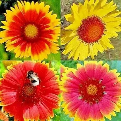 __ 200+ BLANKET FLOWERS HUMMINGBIRD MIX SEEDS | PERENNIAL SUNFLOWER | AUTUMN Garden Plants