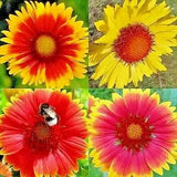 __ 200+ BLANKET FLOWERS HUMMINGBIRD MIX SEEDS | PERENNIAL SUNFLOWER | AUTUMN Garden Plants