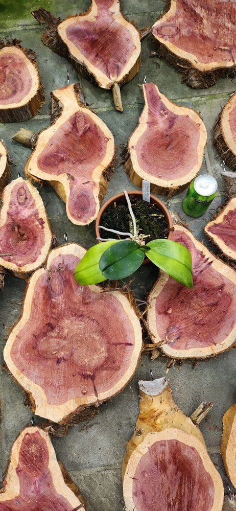 Cedar cookie orchid mounts with multiple cut wood slices and green orchid plants
