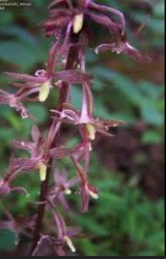 Organic Crane-Fly Orchid - Tipularia Discolor, 3 Young Plants Orchids