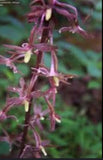 Organic Crane-Fly Orchid - Tipularia Discolor, 3 Young Plants Orchids