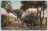 Postcard  California, Pampas Grass Road, Antique Car A10203 Pampas Grass