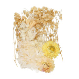NaturalÊDriedÊFlowerÊSet,ÊDriedÊPressedÊFlowers (White+Brown) Dried Flower
