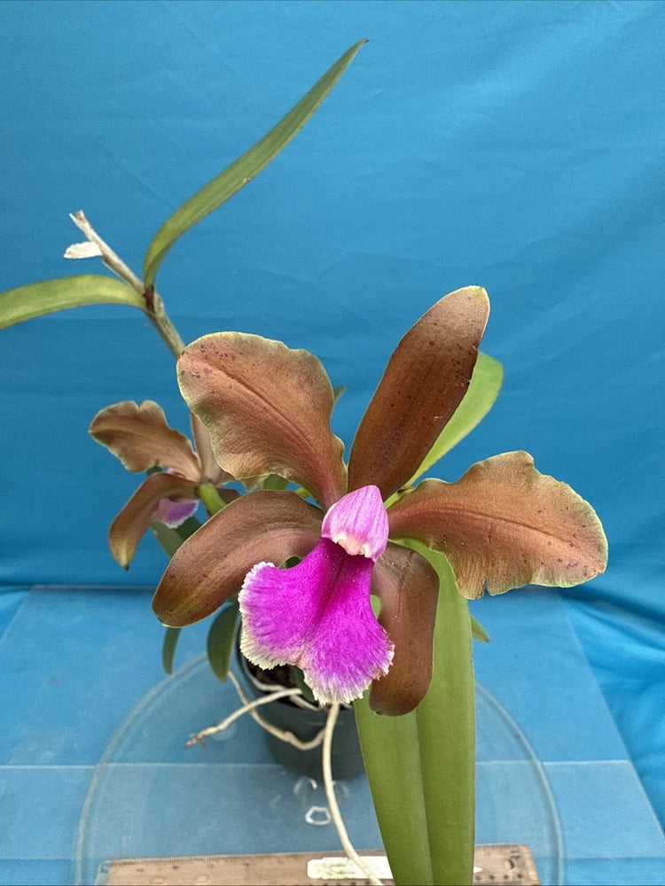 Blooming orchid in pot with brown petals and purple-pink center lip