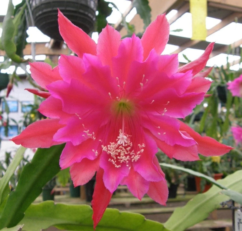 Orchid cactus flower with bright pink petals and green cactus pads
