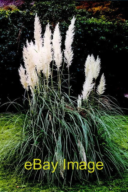 Photo 6x4 Connemara - Kylemore Abbey pampas grass  c2001 Pampas Grass