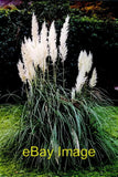 Photo 6x4 Connemara - Kylemore Abbey pampas grass  c2001 Pampas Grass