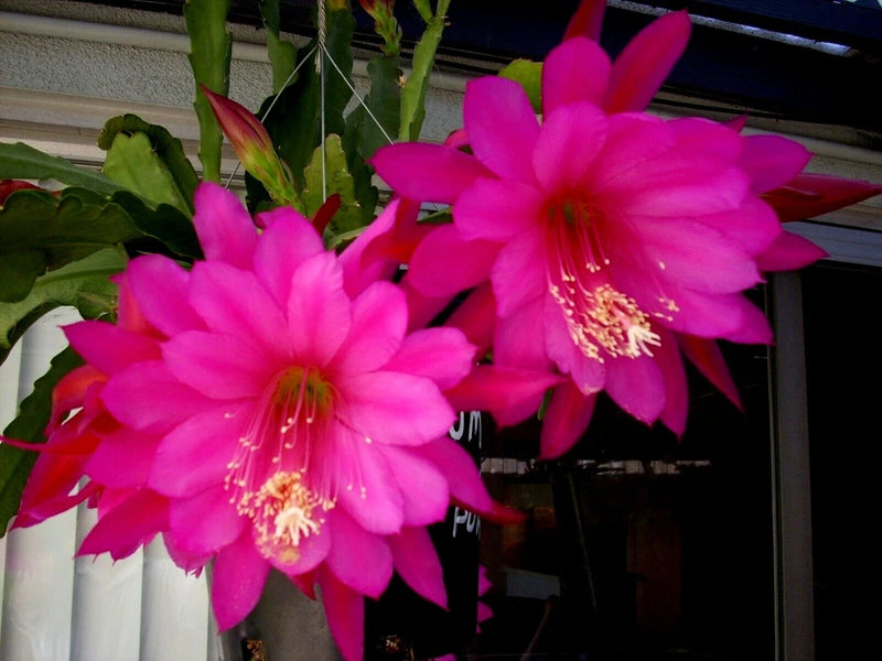 Orchid cactus with wild plum pink flowers, three large blooms