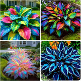 105+ Hosta Seeds Rainbow Mix for Planting,Rare Hosta Seeds Mixed Colors,Dual Use Lily