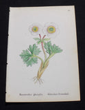 1867 ALPINE FLOWER Print  / GLACIER CROWFOOT, or, RANUNCULUS GLACIALIS Ranunculus