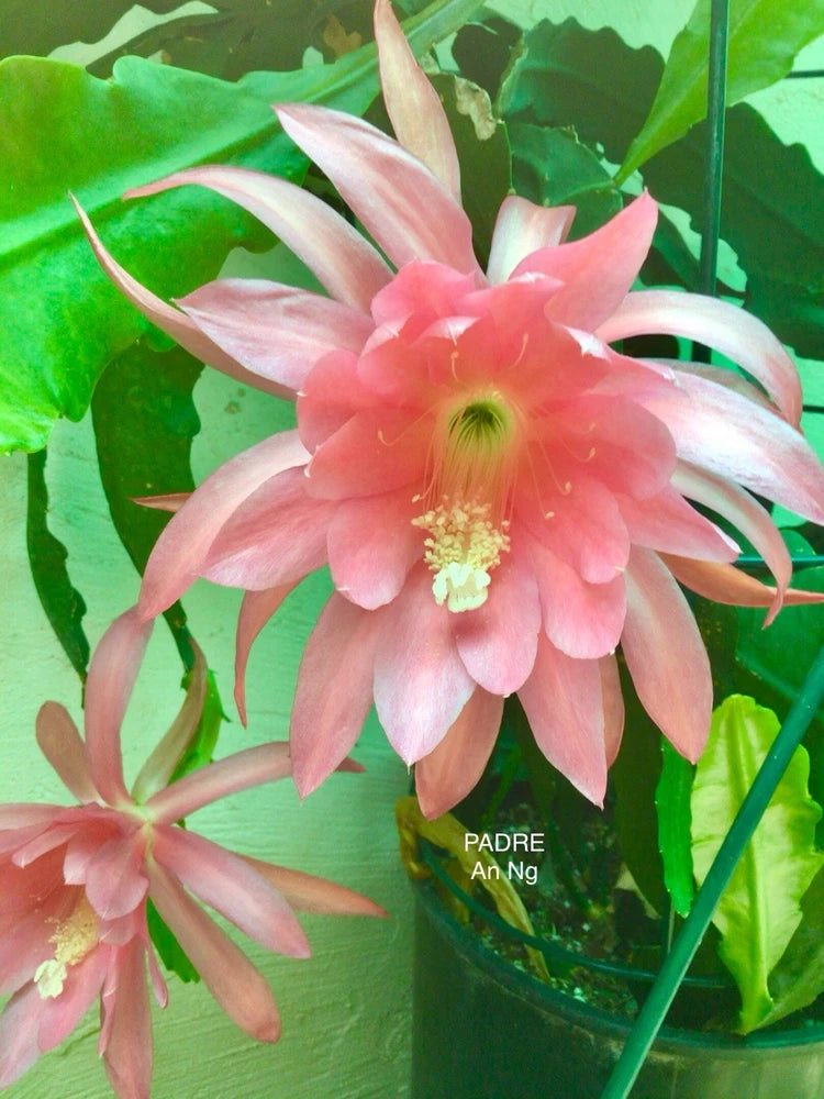 Epiphyllum orchid cutting with pink and white flower bloom