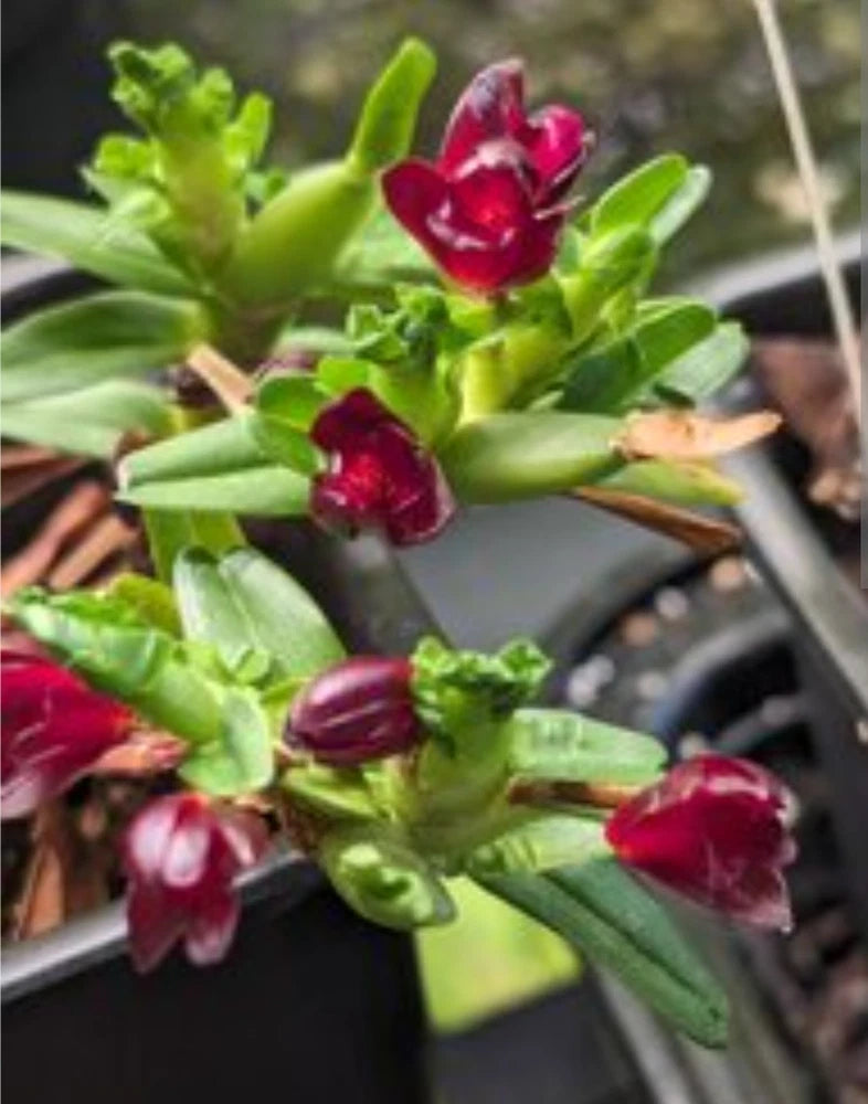 Maxillaria Swartziana Mini Live Blooming size Orchid Plant Red flower Cool plant Orchids