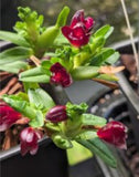 Maxillaria Swartziana Mini Live Blooming size Orchid Plant Red flower Cool plant Orchids
