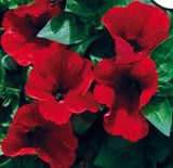 30+ PETUNIA STORM RED FLOWER SEEDS MIX / ANNUAL Flowering Plants