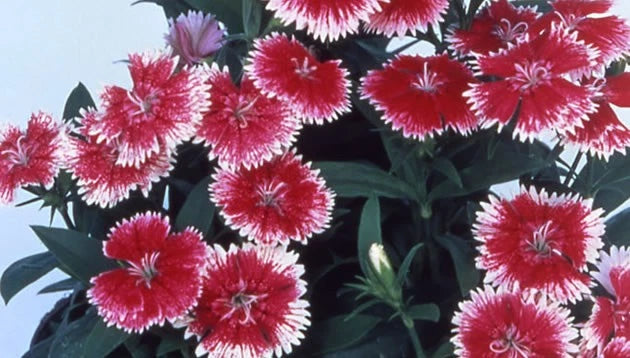 288 DIANTHUS TELSTAR PICOTEE Live Plants Plugs Garden Planters AV Garden Plants