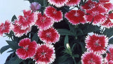 288 DIANTHUS TELSTAR PICOTEE Live Plants Plugs Garden Planters AV Garden Plants