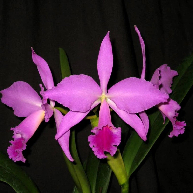 Orchid plant with five purple-pink star-shaped blooms and ruffled magenta centers
