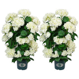 Faux Hydrangea Tree 30 Inch 2 Pack Artificial White Flowers Resistant Outdoor Hydrangea