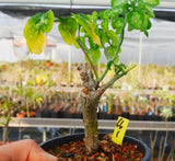 Rare Plant Cacti Adenia perrieri WYSIWYG cutting Boutique Garden Sale Garden Plants