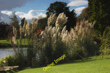 Photo 6x4 Pampas Grass West Hill/TQ3230 In the gardens of Wakehurst Plac c2012 Pampas Grass
