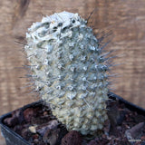 D3441 COPIAPOA HUMILIS LONGISPINA pot10-H11-W6 cm MaMa Cactus Green Plant