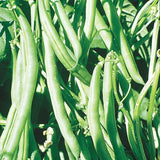 50 ct. Kentucky Wonder Pole Green Bean Seeds Garden Vegetable Seeds Garden Plants