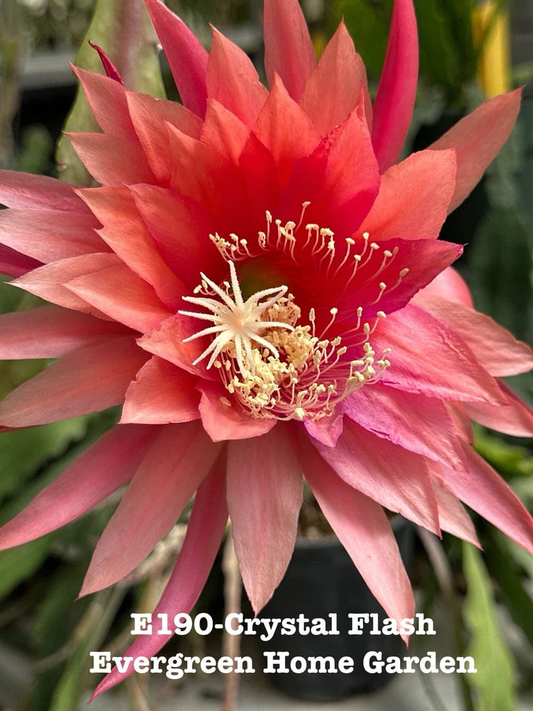 Pink orchid cactus flower in bloom on a leafy plant
