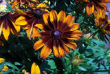 NEW 30+ RUDBECKIA CAPPUCCINO FLOWER SEEDS / PERENNIAL Daisies