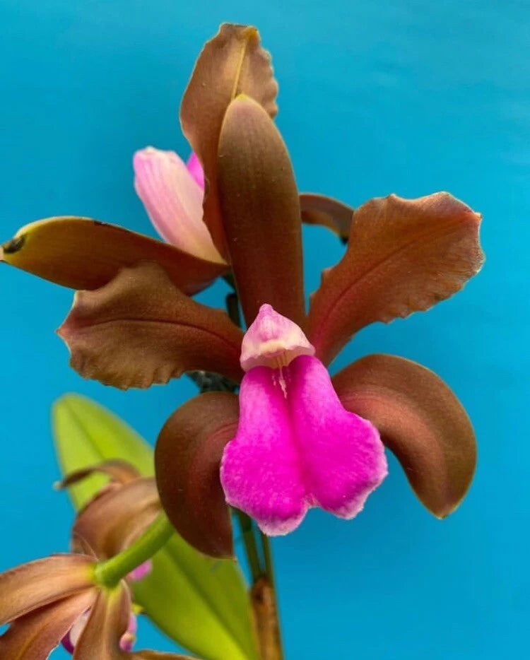Dark brown and pink bicolor orchid with five petals and a bright pink lip