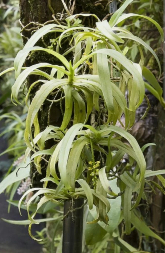 Green orchid plant with arching strap-like leaves in pot