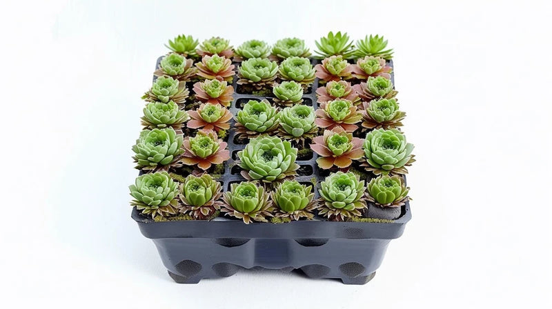 Sempervivum succulent rosette starter plants in a plastic tray with multiple plants