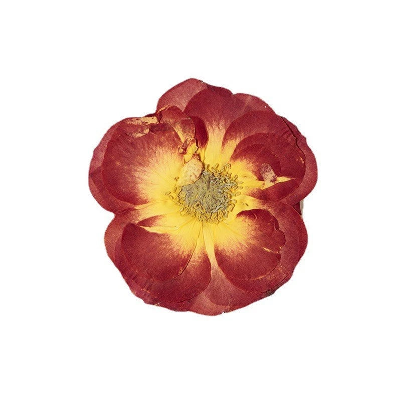 Pressed dried rose flower head with red petals and yellow center, single bloom