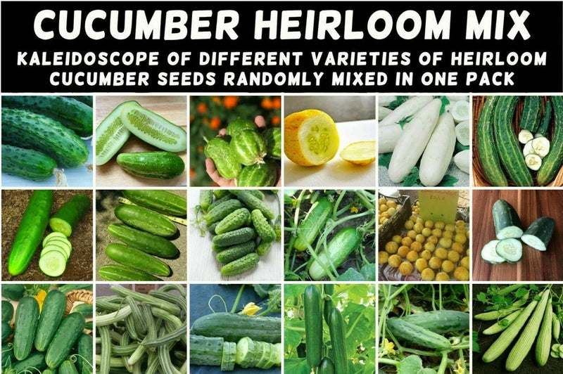 CUCUMBER 'Heirloom Mix' 25 Seeds ALL TYPES MIXED spring summer vegetable garden Garden Plants