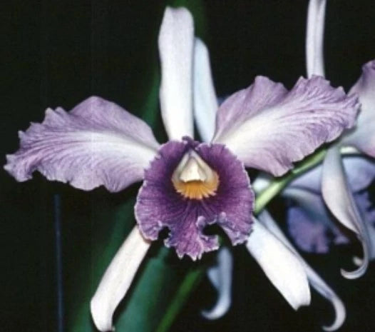Purple Cattleya orchid with yellow throat and white petals