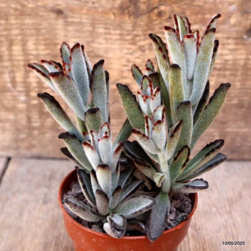 D3989 KALANCHOE TOMENTOSA pot8,5-H13-W12 cm MaMa Cactus Green Plant
