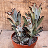 D3989 KALANCHOE TOMENTOSA pot8,5-H13-W12 cm MaMa Cactus Green Plant